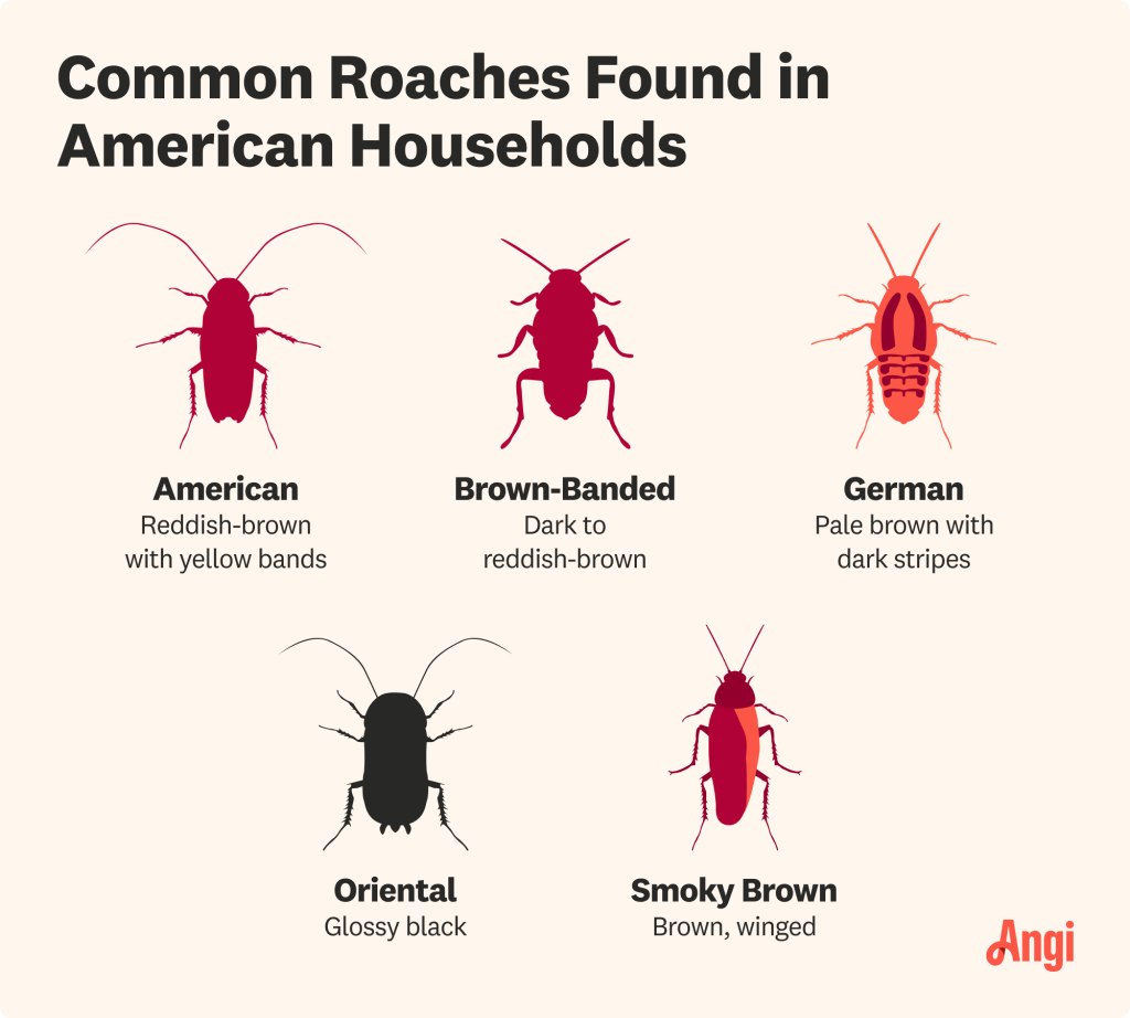 How to Remove Cockroaches from Refrigerator