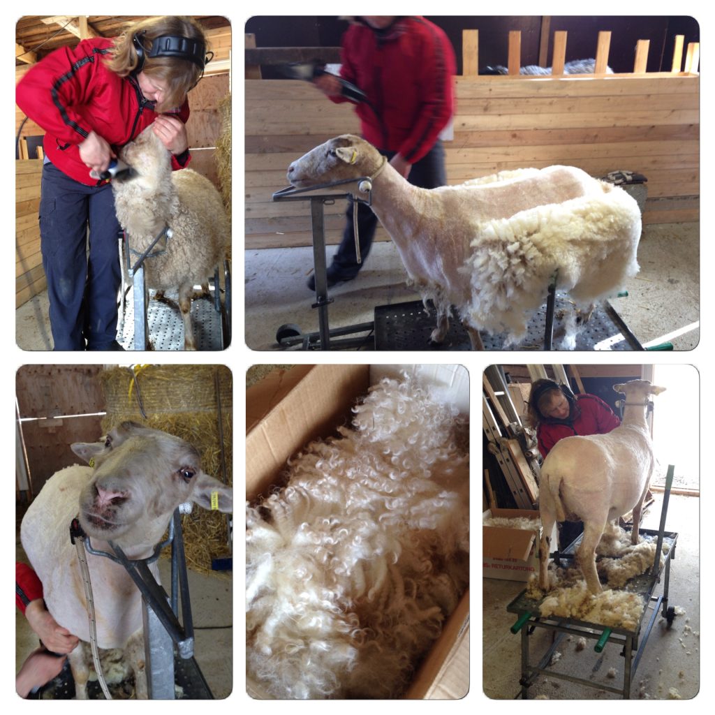 How to Shearing Sheep