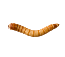 How to Store Mealworms in Refrigerator