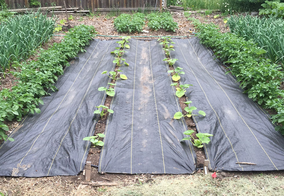 How to Use Landscape Fabric in Vegetable Garden
