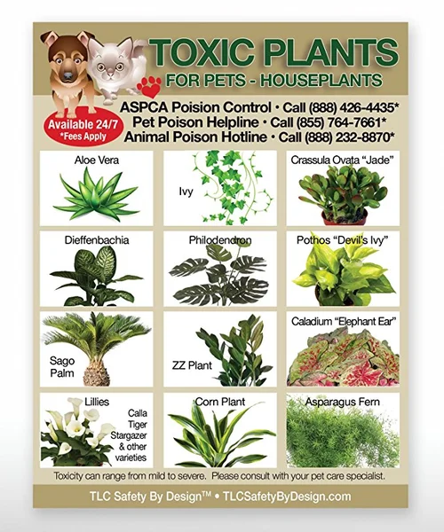 Is Plant Food Poisonous to Dogs