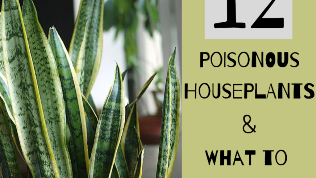 Is Plant Food Poisonous to Humans