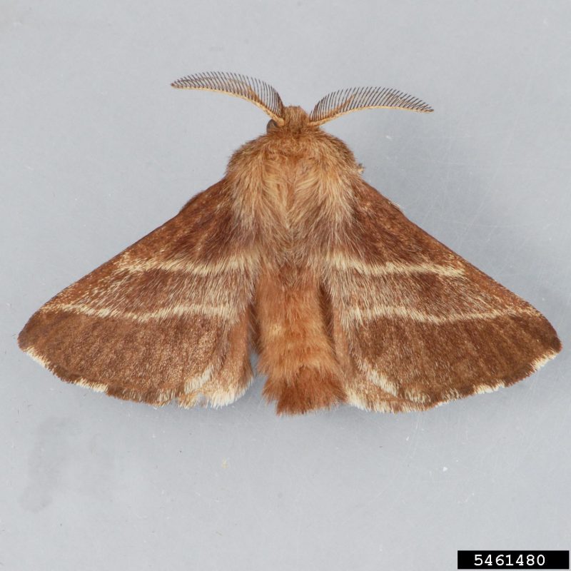 What Do Tent Caterpillars Turn into