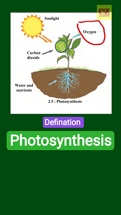 What is the Food Making Process in Plants Called