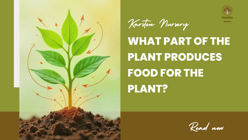What Part of the Plant Makes Food for the Plant