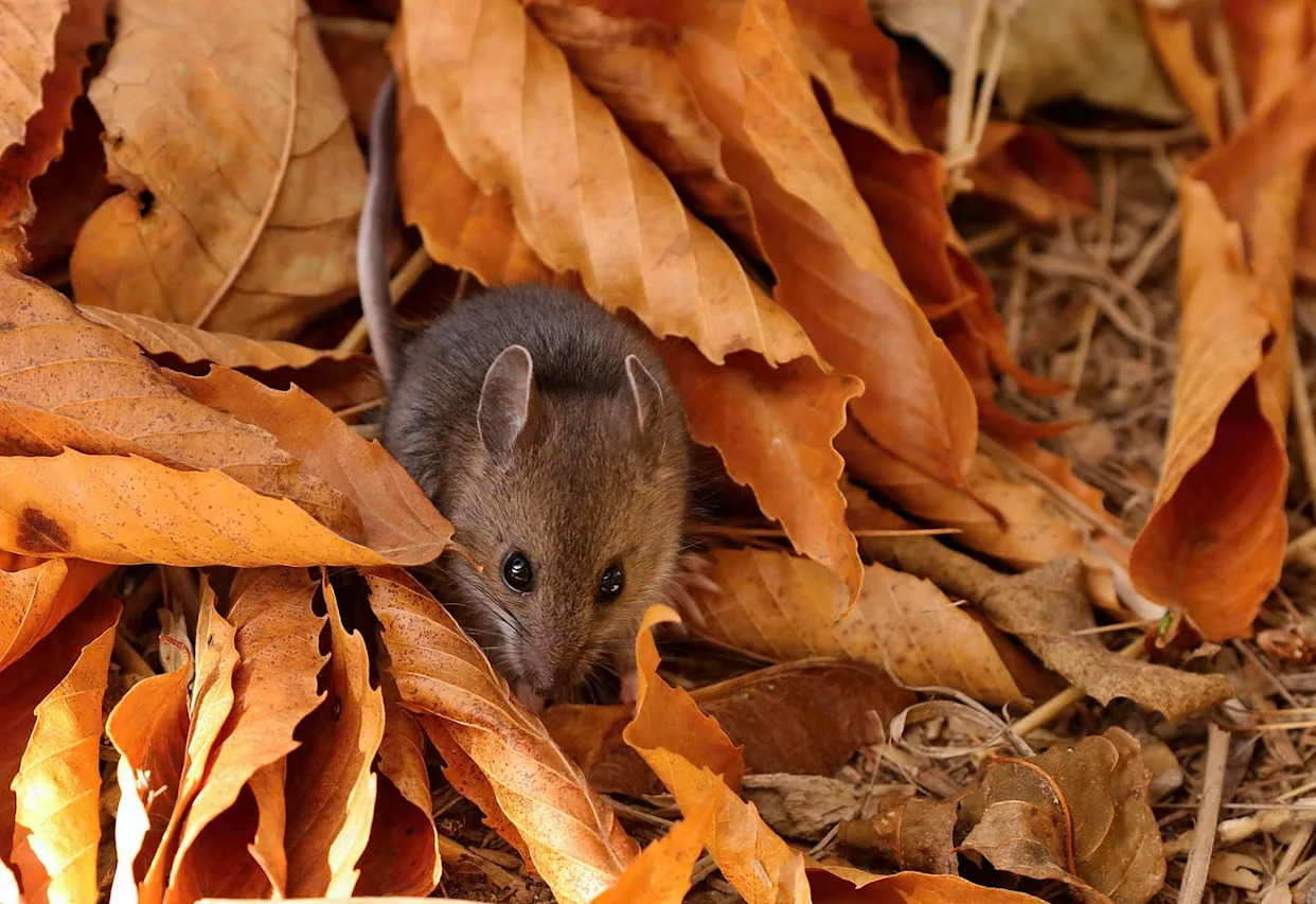 What Temperature Do Mice Freeze to Death: Shocking Cold Facts Revealed ...