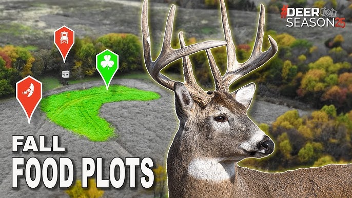 What to Plant for a Deer Food Plot