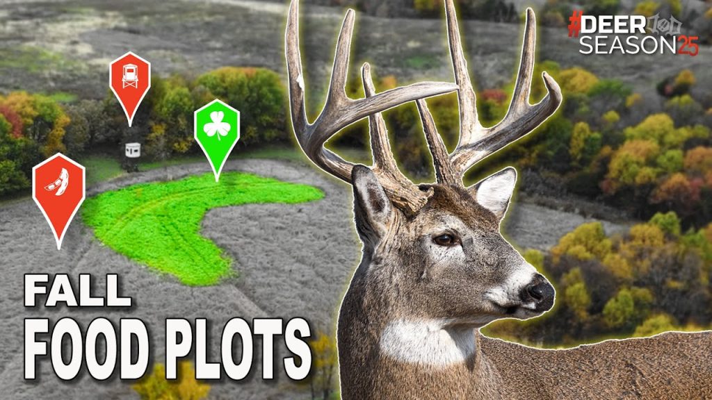 When to Plant a Food Plot for Deer
