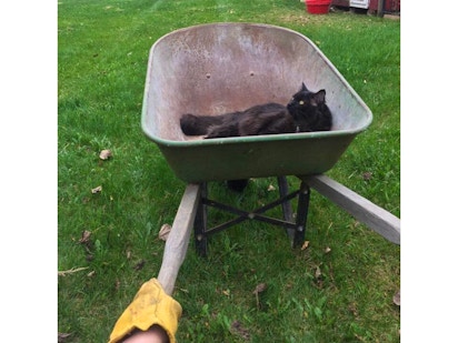 Where to Rent a Wheelbarrow: Top Local Spots for Easy Rentals – buzzlyo