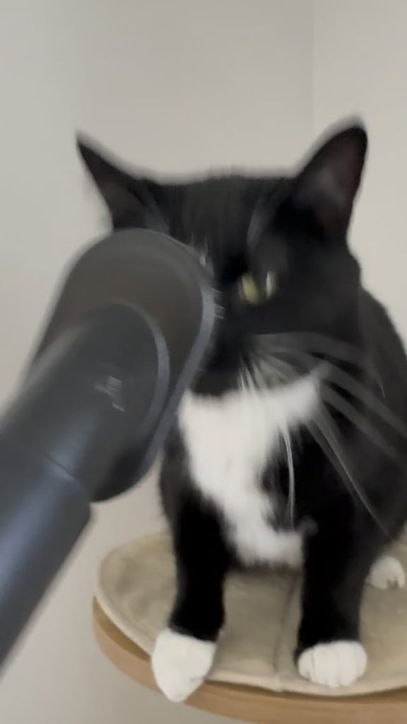 Why Do Cats Hate Vacuums